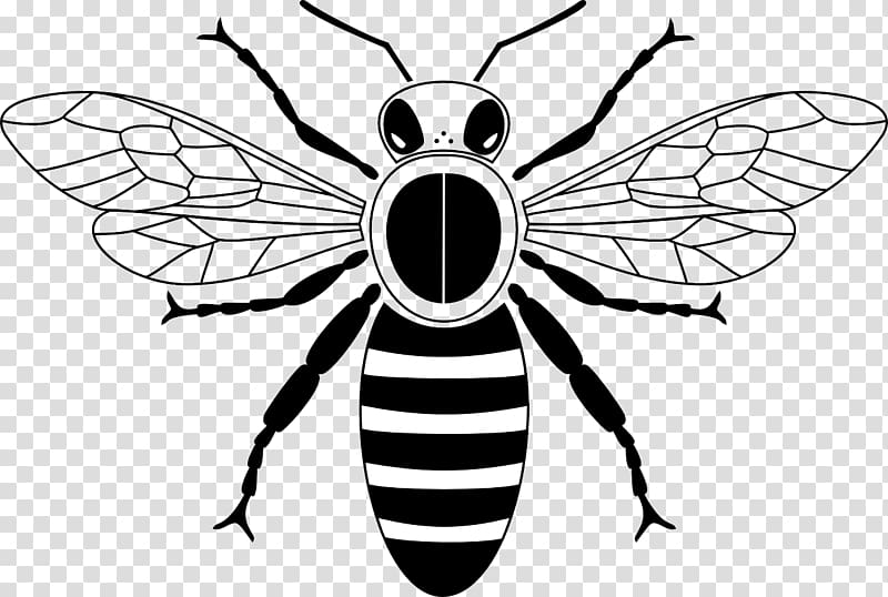 Honey bee Drawing Beehive , Black and white bee transparent background PNG clipart