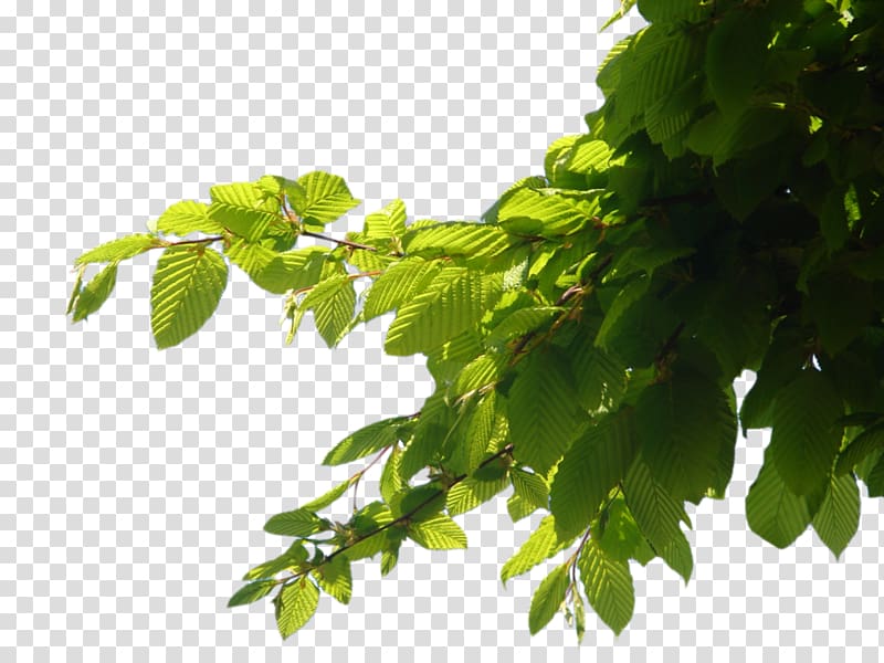 green leaves, Branch Tree Computer file, Branch transparent background PNG clipart