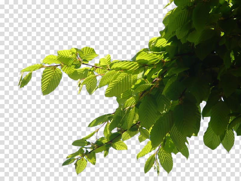 Green leaves, Branch Tree Computer file, Branch transparent background PNG  clipart