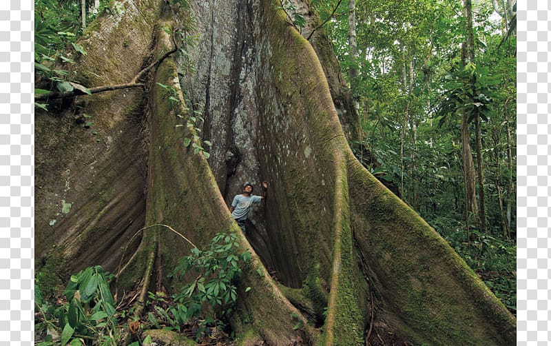 Kapok tree Rainforest Valdivian temperate rain forest Yasuni National Park, tree transparent background PNG clipart