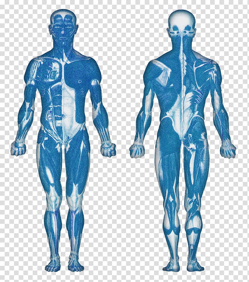 The Muscular System Anatomical Chart Muscle Anatomy Human leg, human body transparent background PNG clipart
