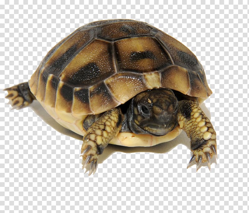 Box turtles Common snapping turtle Tortoise Sea turtle, turtle transparent background PNG clipart