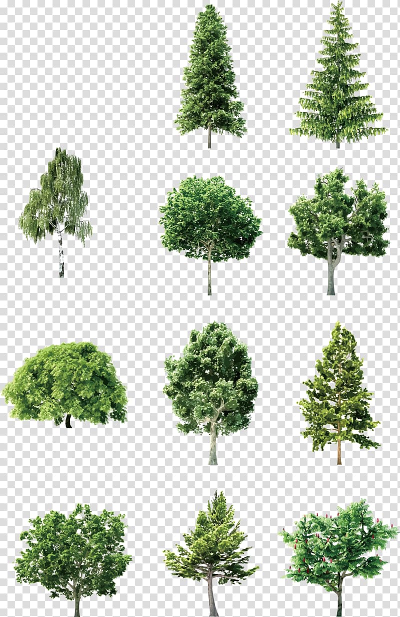 eleven green leafed trees illustration, Tree Element Euclidean , Hand-painted trees transparent background PNG clipart