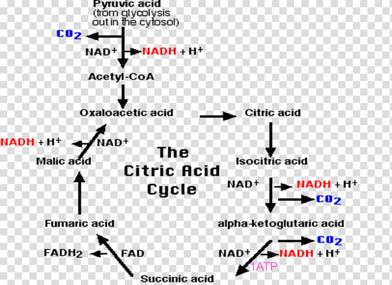 Cellular respiration Citric acid cycle Carbon dioxide Pyruvic acid, Citric Acid Cycle transparent background PNG clipart