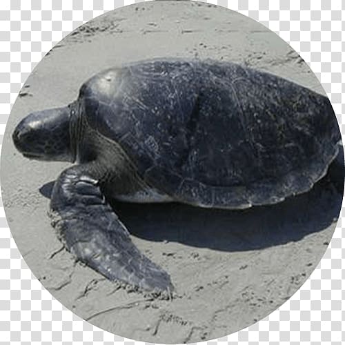Leatherback sea turtle Olive ridley sea turtle Tortoise, turtle transparent background PNG clipart