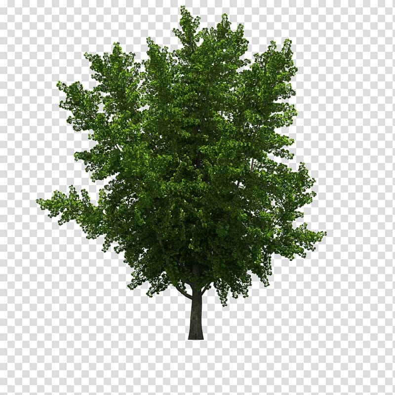 Spruce Tree Landscape, tree transparent background PNG clipart