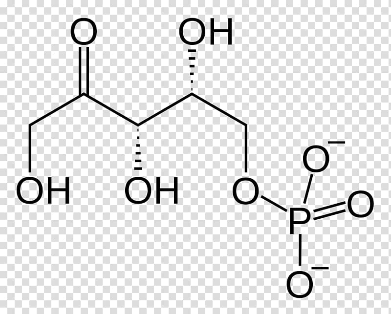 Xylulose 5-phosphate Ribulose 5-phosphate Ribose 5-phosphate Pentose phosphate pathway, molar sugar transparent background PNG clipart