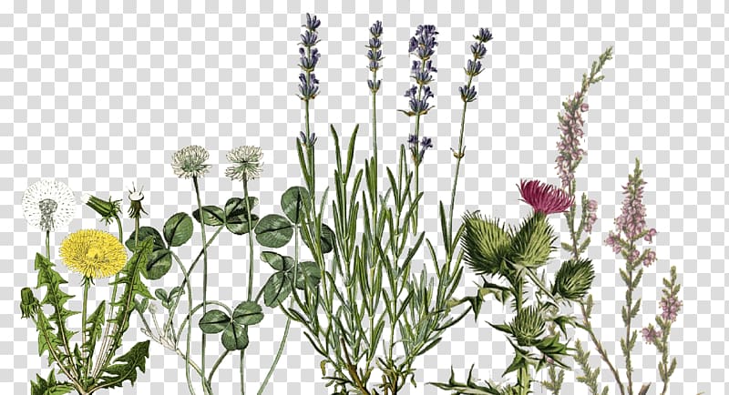 English lavender Lavender oil Essential oil Florame, Bloomsday transparent background PNG clipart