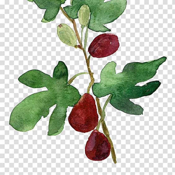 Watercolor painting Common fig Botanical illustration Printmaking, Dates transparent background PNG clipart
