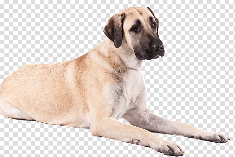 Anatolian Shepherd German Shepherd American Staffordshire Terrier Great Pyrenees Puppy, dogs transparent background PNG clipart