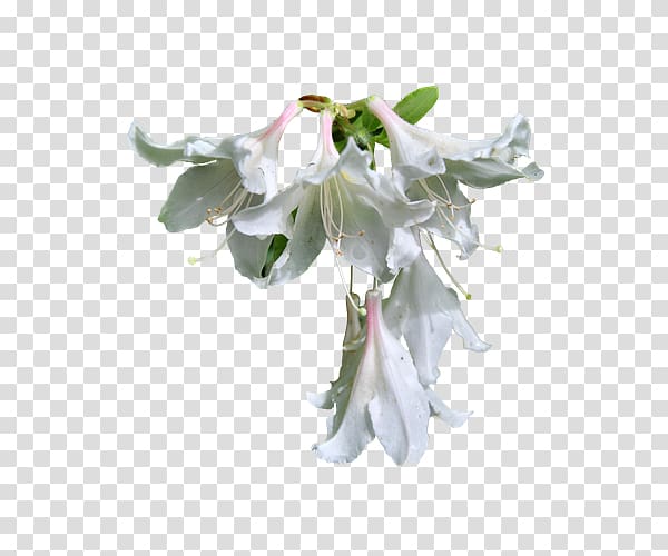 White , White Lily transparent background PNG clipart