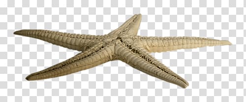 Starfish transparent background PNG clipart