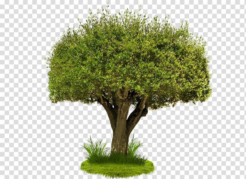 Tree Desktop , gardening decorative tree transparent background PNG clipart