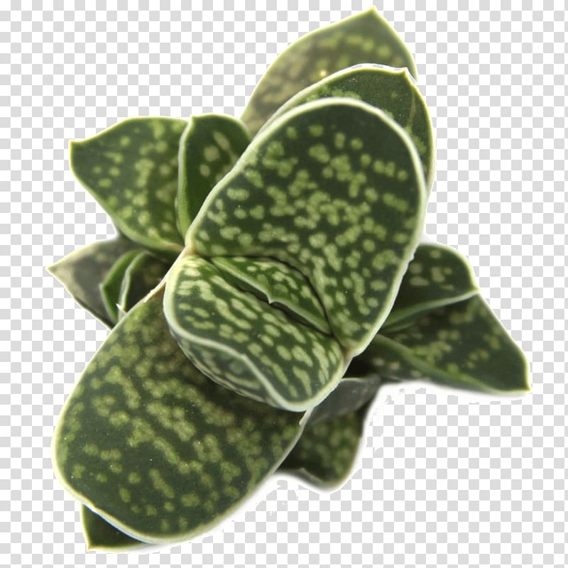 Leaf Gasteria Succulent plant Haworthia, Leaf transparent background PNG clipart