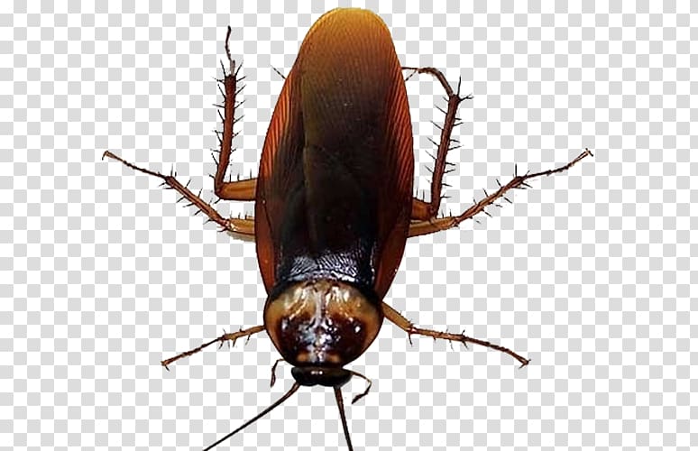 Cockroach Mosquito Insecticide u9664u56dbu5bb3, Mosquito transparent background PNG clipart