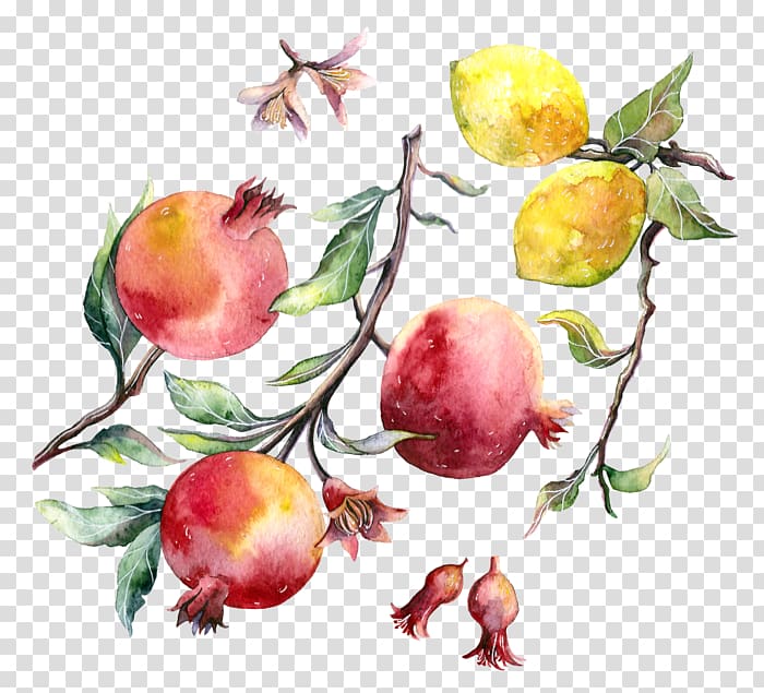 Pomegranate Apple Watercolor painting Drawing, pomegranate transparent background PNG clipart