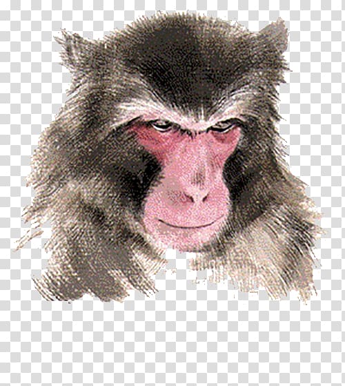 Macaque Monkey Chinese zodiac, Like monkeys transparent background PNG clipart