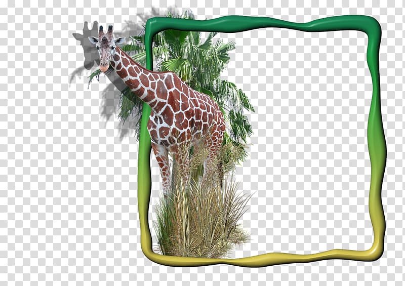 About Giraffes, giraffe transparent background PNG clipart