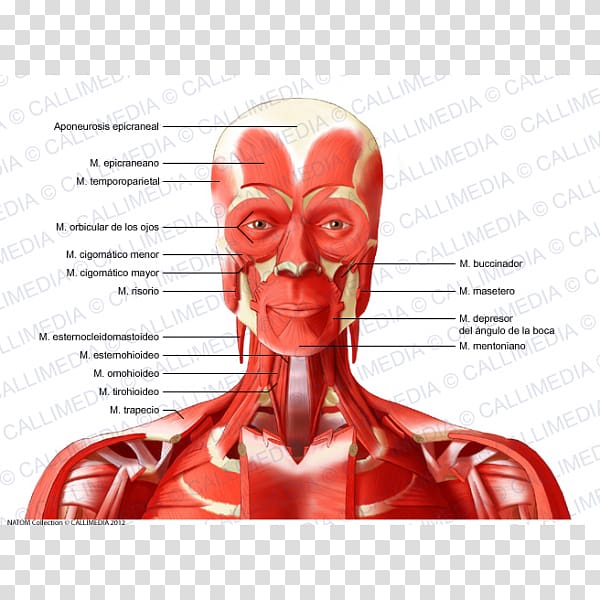 Neck Vein Head Artery Muscle, Face transparent background PNG clipart