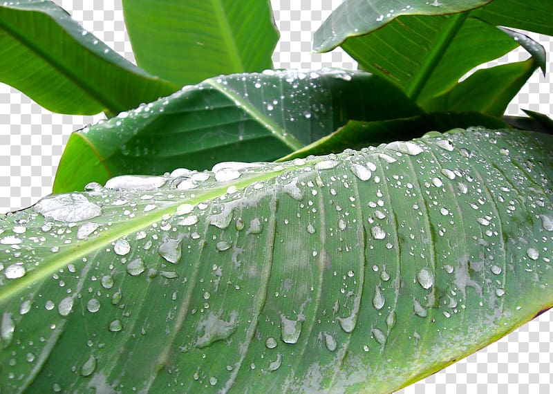Drop Musa basjoo Leaf Dew , Rain beat banana leaves transparent background PNG clipart