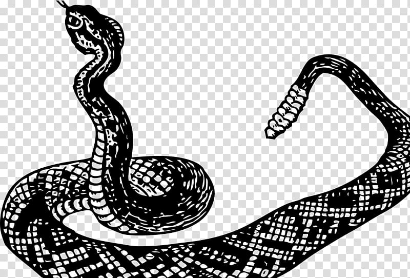Rattlesnake Boa constrictor , snake transparent background PNG clipart