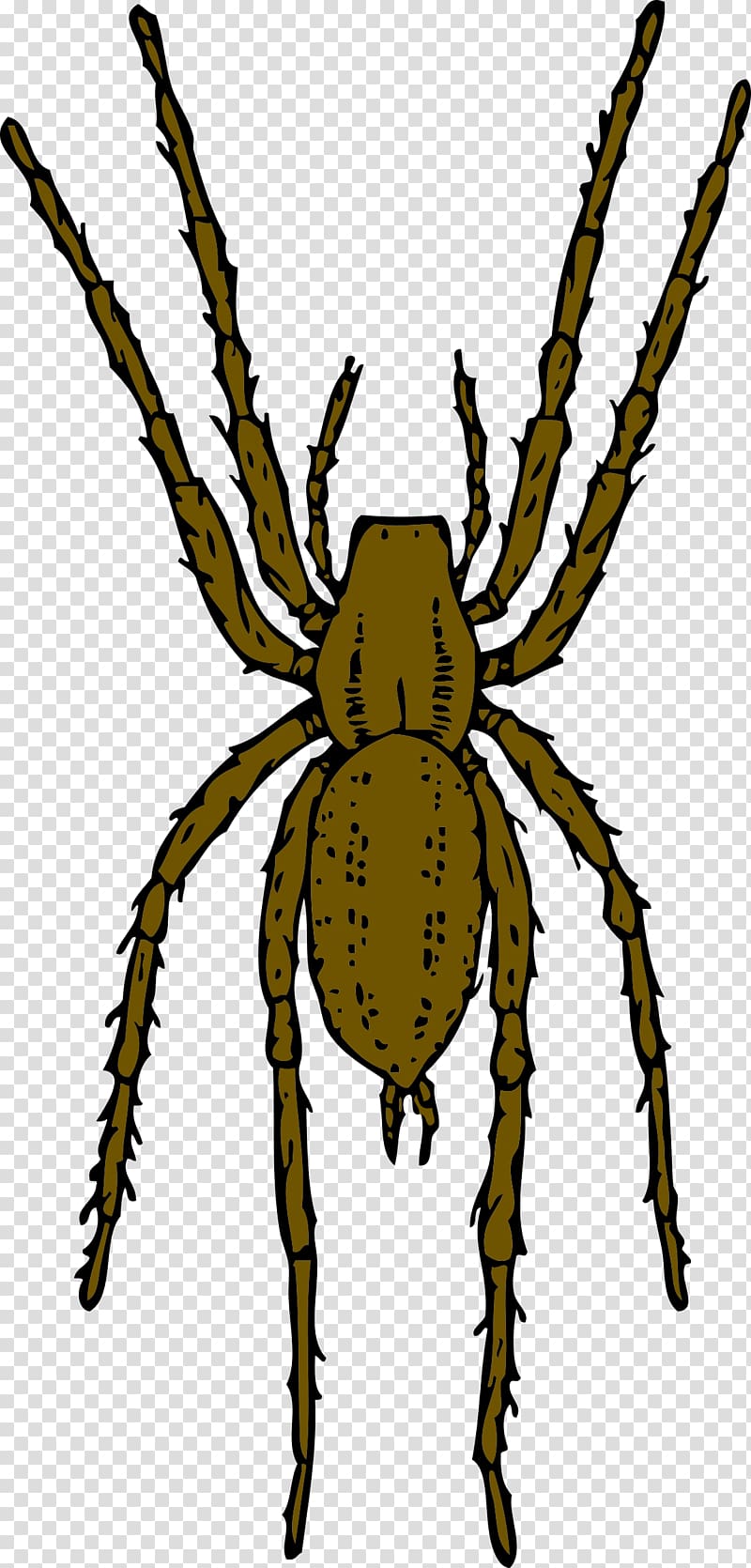 Brown recluse spider Animation , Bug transparent background PNG clipart