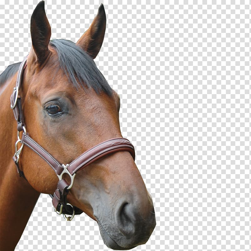 Halter Horse Chetak Leather Equestrian, horse transparent background PNG clipart