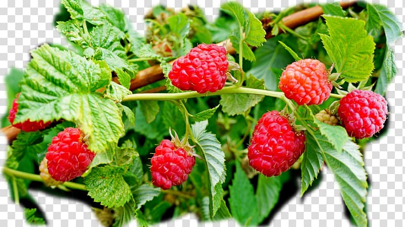 Red raspberry Varenye Cultivar, raspberry transparent background PNG clipart