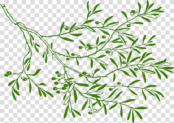 Olive branch , others transparent background PNG clipart