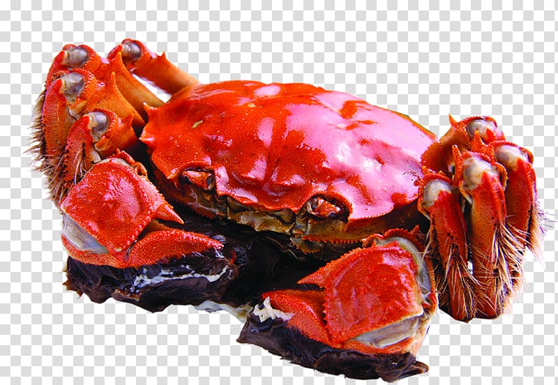 Yangcheng Lake large crab Dungeness crab u54c1u87f9, Yangcheng Lake hairy crabs HD shooting Figure transparent background PNG clipart