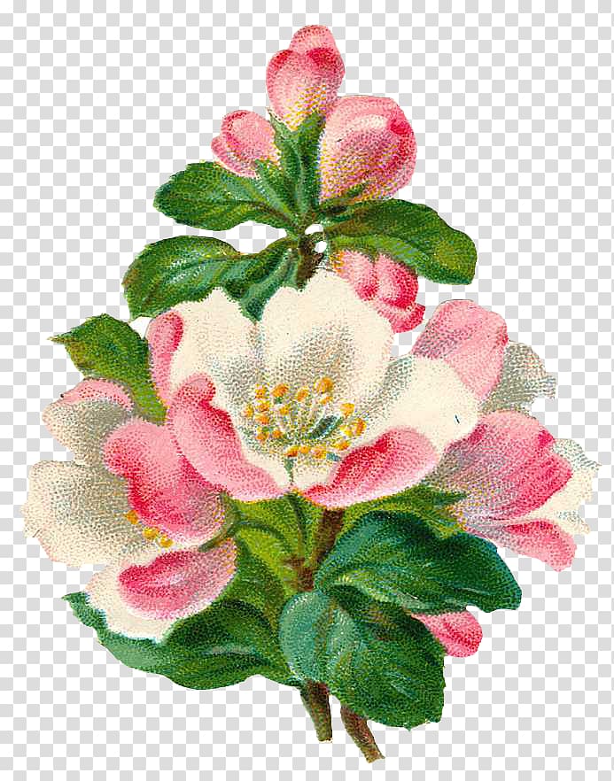 pink-and-white apple blossoms ilustration, Flower , Vintage floral botanical transparent background PNG clipart