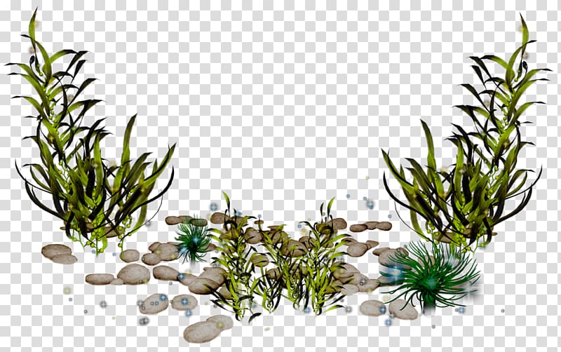 green leaf plants, Algae , seaweed transparent background PNG clipart