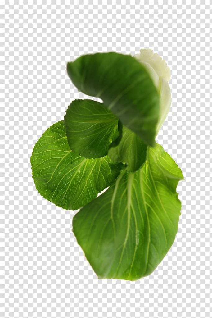 Bok choy Leaf vegetable , Cabbage transparent background PNG clipart