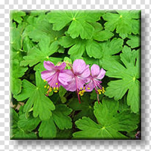 Bigroot Geranium Perennial plant Plant stem Bloody Crane's-bill Dead-nettles, geraniums transparent background PNG clipart