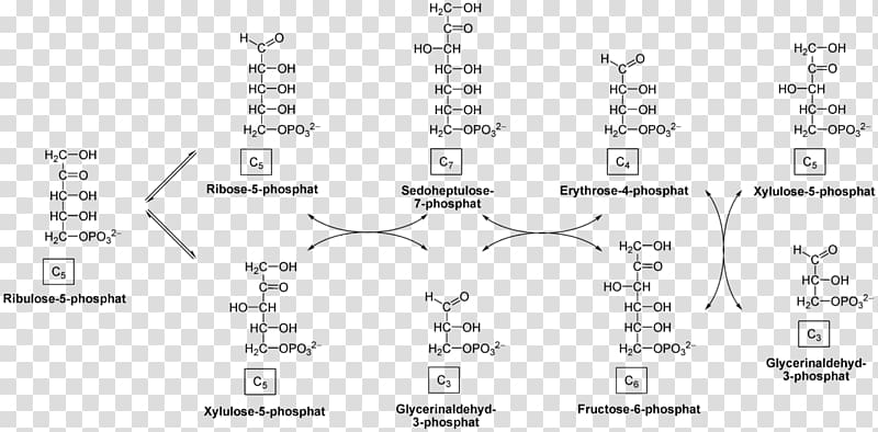 Pentose phosphate pathway Transketolase Transaldolase Glyceraldehyde 3-phosphate, others transparent background PNG clipart