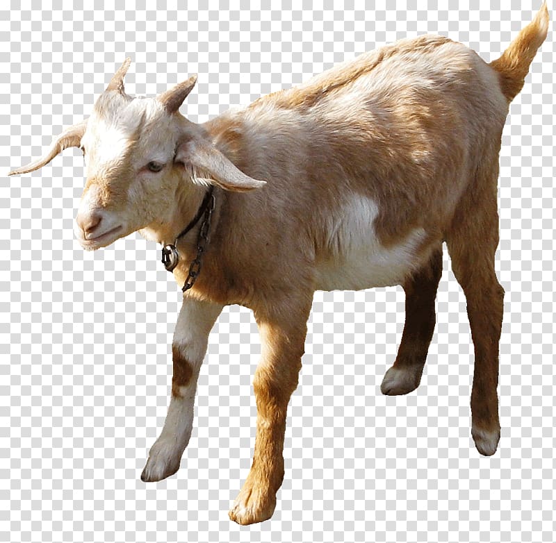 Boer goat Sheep farming Goat farming Sheep–goat hybrid, sheep transparent background PNG clipart