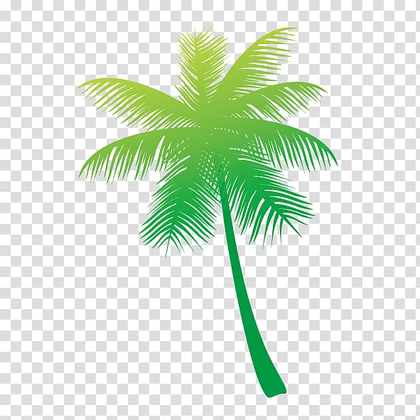 green coconut tree , Arecaceae Coconut Tree, coconut tree transparent background PNG clipart