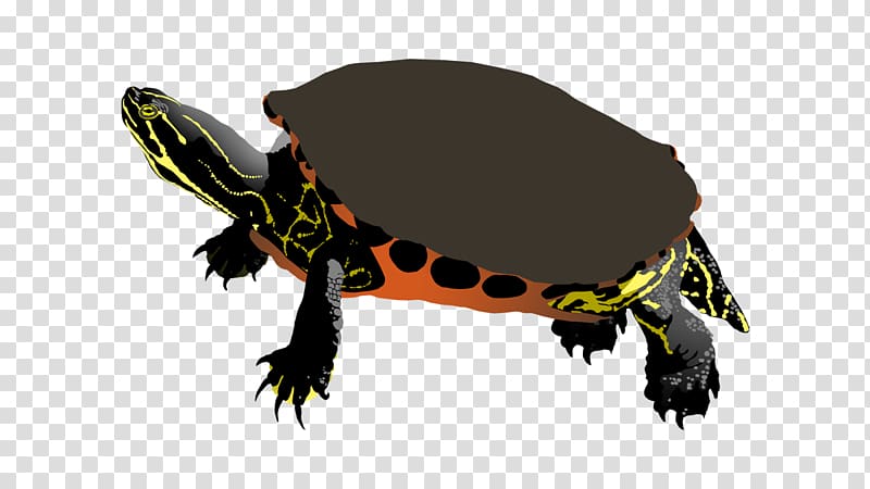 Tortoise Amphibian Terrestrial animal, Painted Turtle transparent background PNG clipart