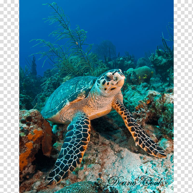 Loggerhead sea turtle Coral reef Hawksbill sea turtle Tortoise, turtle transparent background PNG clipart