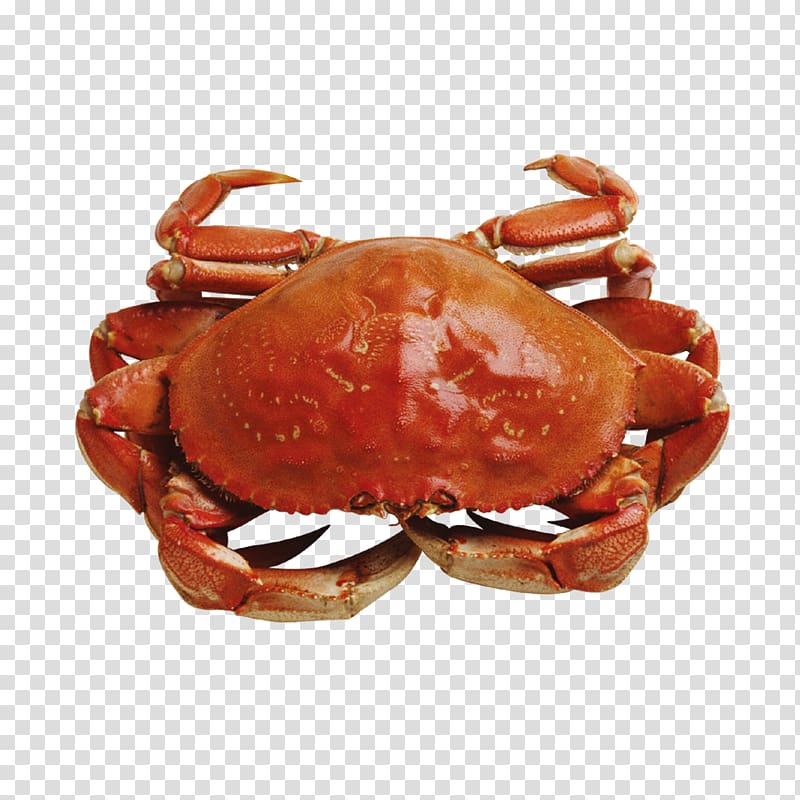 Crab cake Dungeness crab, lobster transparent background PNG clipart