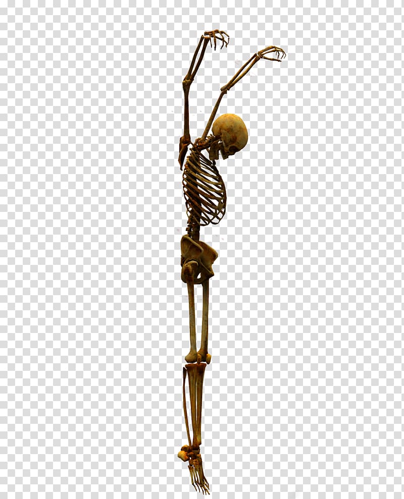 Skeleton Bone Skull, Skull transparent background PNG clipart