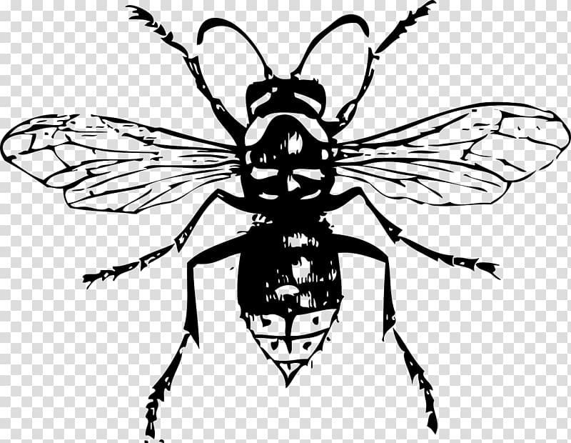 Bald-faced hornet Bee , bee transparent background PNG clipart