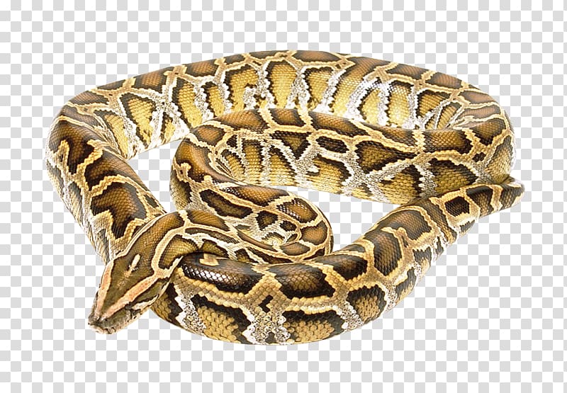 Snake Boa constrictor, Snake transparent background PNG clipart