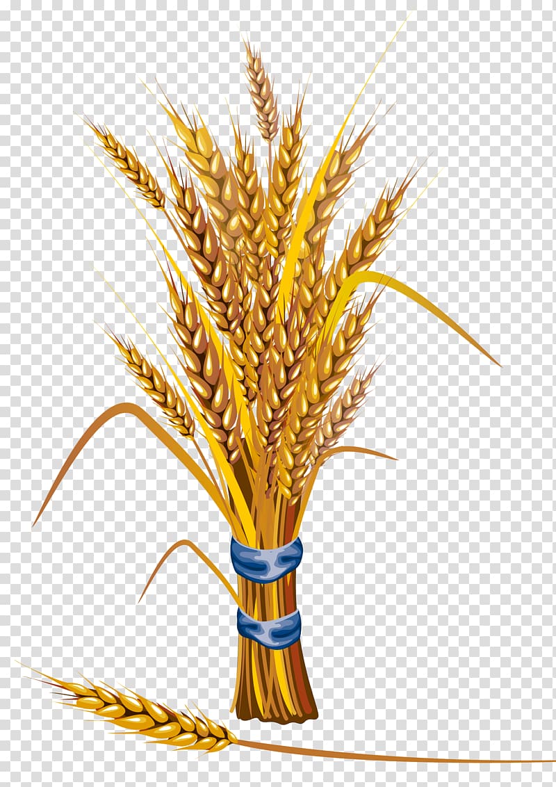 Wheat Icon, Wheat transparent background PNG clipart