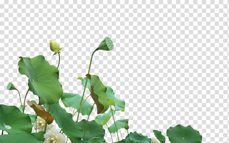 Nelumbo nucifera Computer file, Manchu lotus transparent background PNG clipart