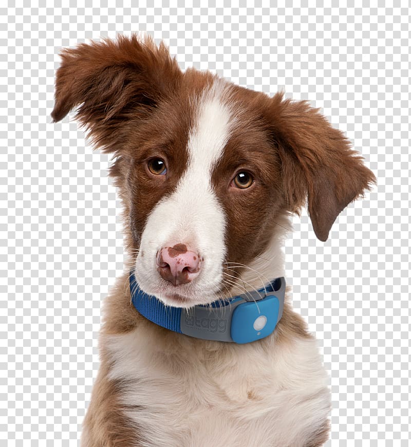 Decoding Your Dog: Explaining Common Dog Behaviors and How to Prevent or Change Unwanted Ones Border Collie Puppy Bark, puppy transparent background PNG clipart
