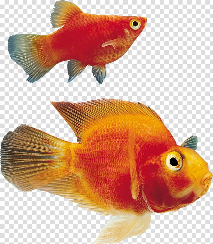 Goldfish Ornamental fish , fish transparent background PNG clipart