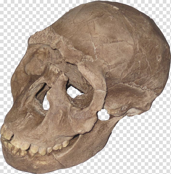 Tautavel Man Primate Paleontology Homo sapiens Human evolution, stone arch transparent background PNG clipart