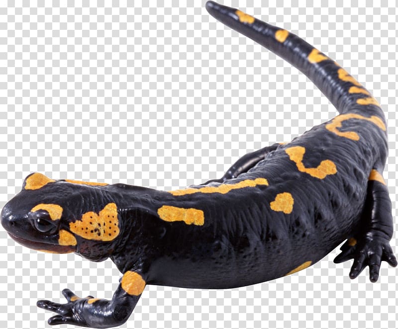 Lizard Yellow Black White, Lizard transparent background PNG clipart