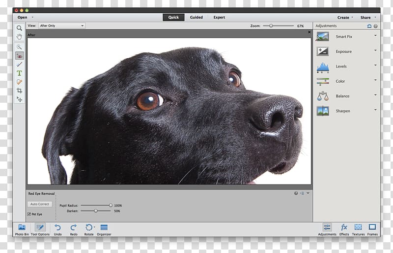 Labrador Retriever Puppy Sporting Group Dog breed Snout, glare elements transparent background PNG clipart